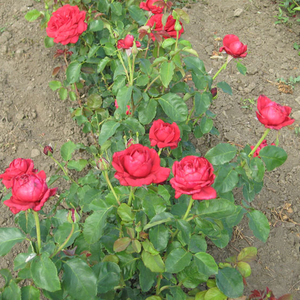 Trandafir cu parfum intens - Pannonhalma